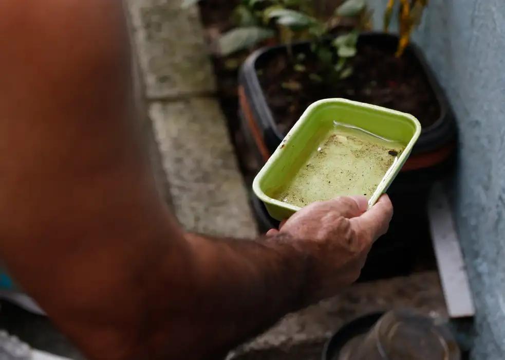 Dengue: chegada do verão e chuvas intensas associadas aumentam proliferação do mosquito transmissor