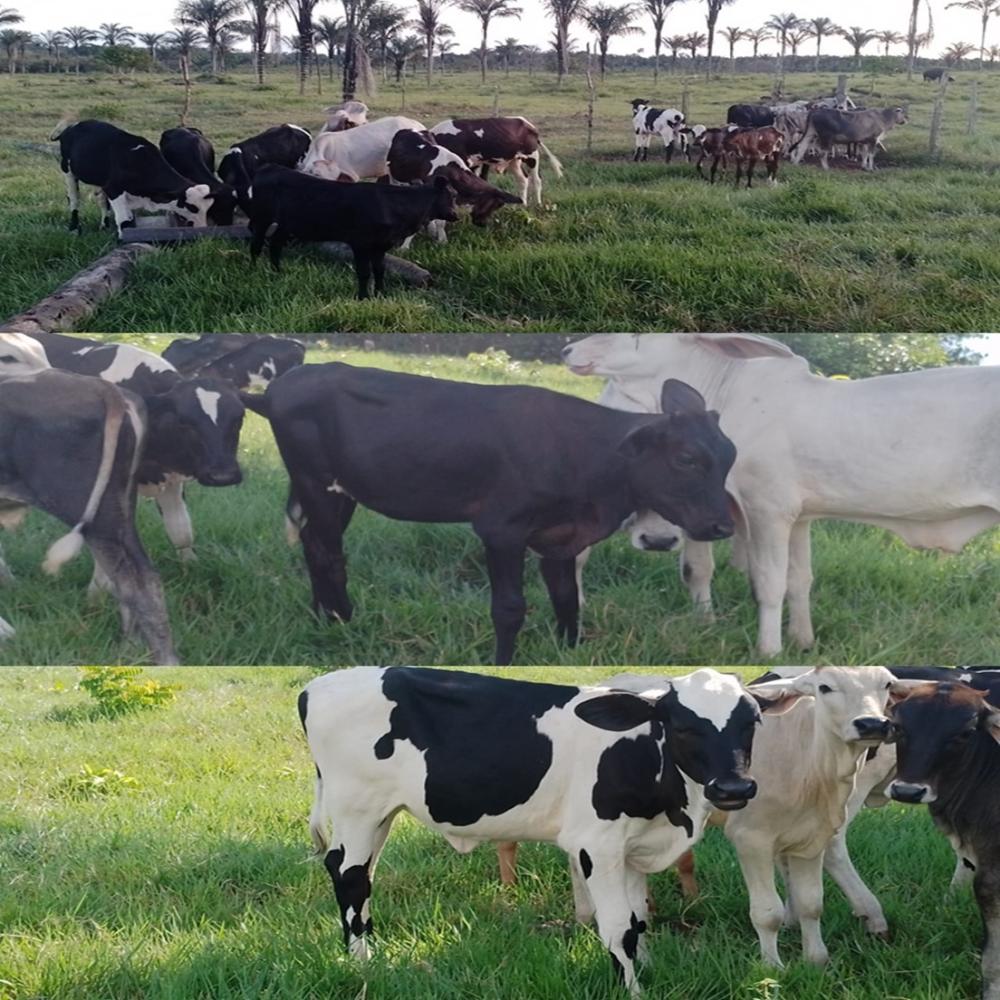 Com apoio do Governo do Amazonas, pesquisa contribui para o aumento de nascimentos de bezerros com protocolo IATF, em Parintins