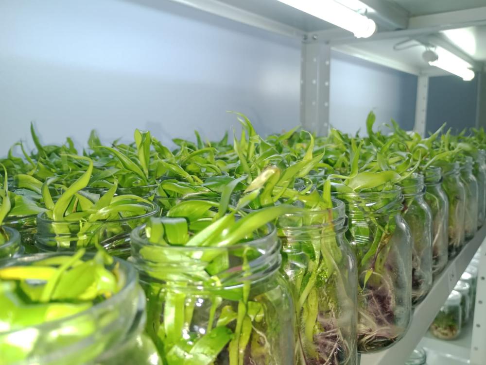 Startup apoiada pelo Governo do Amazonas desenvolve técnica para ampliar produção de mudas de bananas