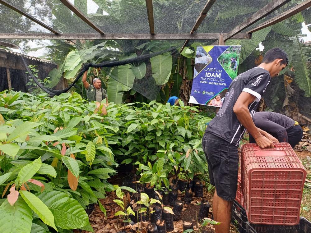 Idam distribui mudas de castanha-do-Brasil e cacau a agricultores do interior do Amazonas 