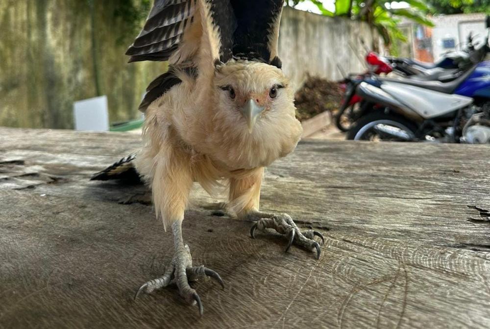 Bombeiros e Sedema atuam no resgate de um gavião debilitado no bairro Itaúna 1