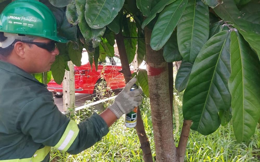 Inventário florestal revela diversidade de espécies arbóreas na área do Prosai Parintins