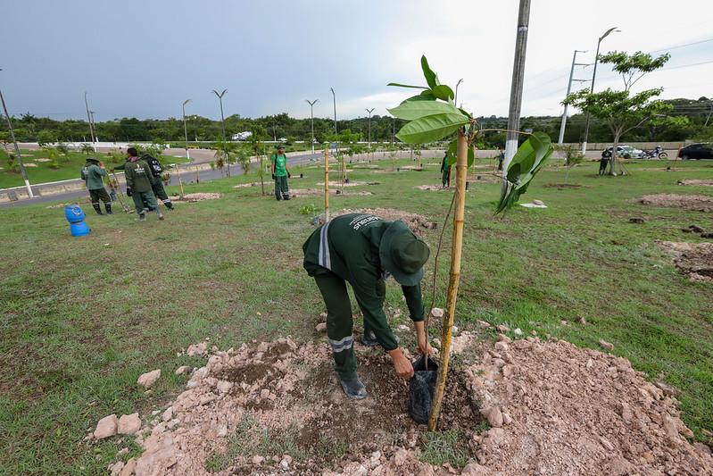 Prefeitura de Manaus implanta bosque urbano no complexo viário 28 de Março