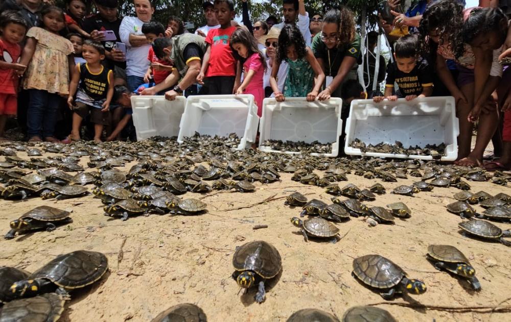 Moradores da RDS Igapó-Açu celebram aumento da população de quelônios com projeto de conservação