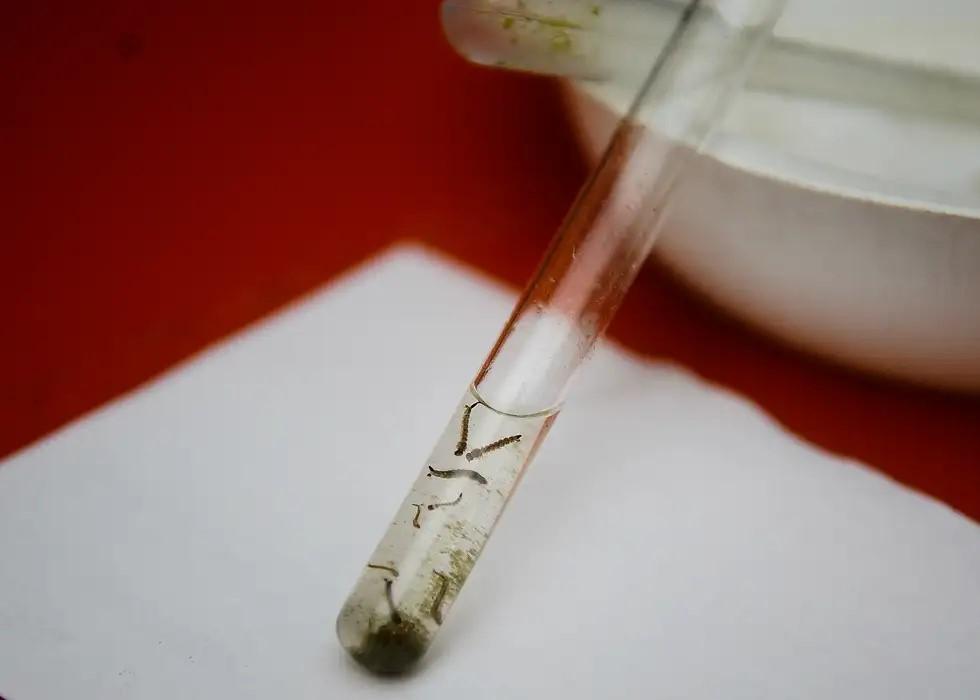 Dengue: pesquisadores da Fiocruz criam isca capaz de capturar quase o dobro de ovos de mosquitos