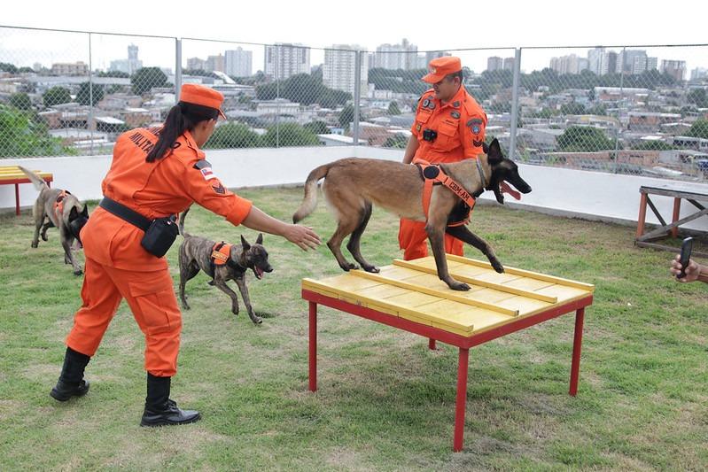 Cães heróis do Corpo de Bombeiros completam 2 anos de vida prestando serviço essencial no resgate de pessoas 