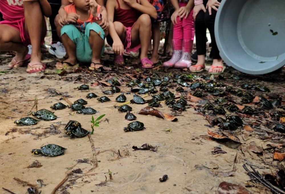 RDS Puranga conquista devolve 250 quelônios à natureza na comunidade Bela Vista do Jaraqui