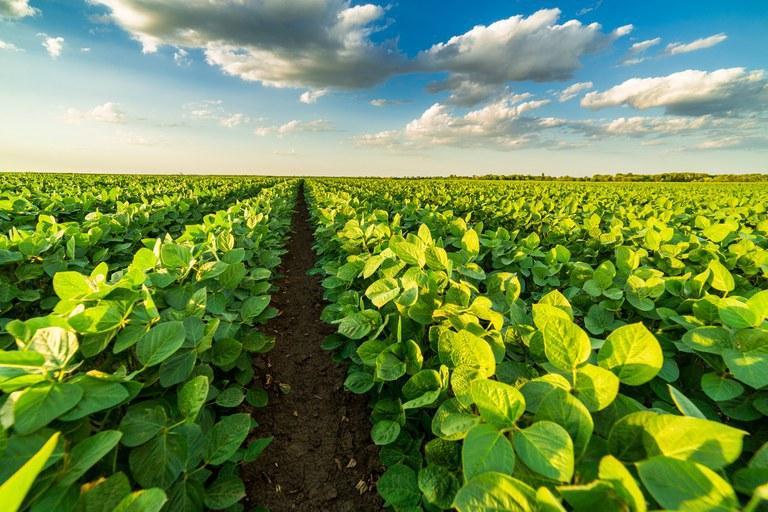 Vazio sanitário da soja inicia nesta terça-feira no Amazonas, alerta Adaf