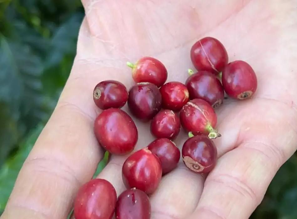 China habilita 183 empresas brasileiras a exportar café para o país