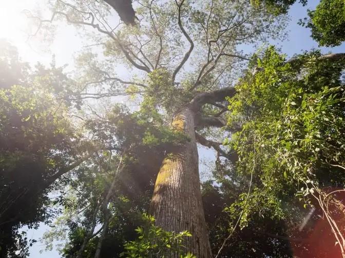 Mudança climática: gigantes da Amazônia podem ajudar cientistas