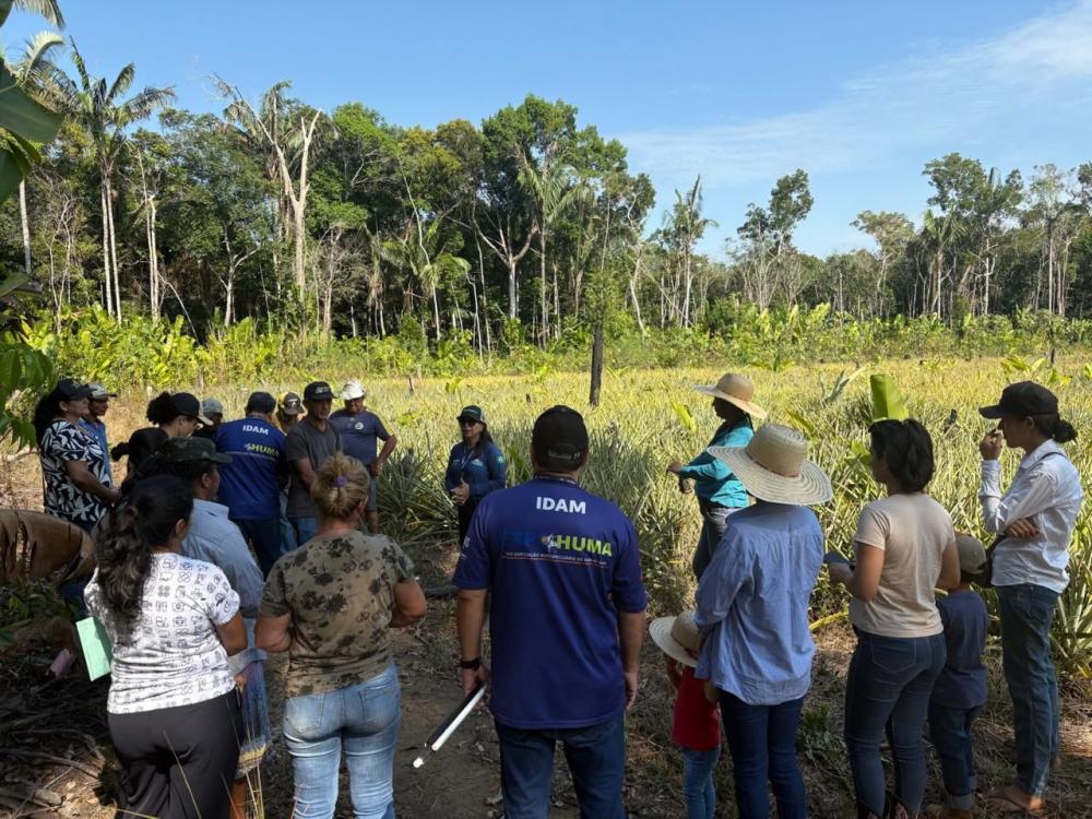 Idam promove a cultura do abacaxi em Humaitá com curso de boas práticas e projetos de capacitação