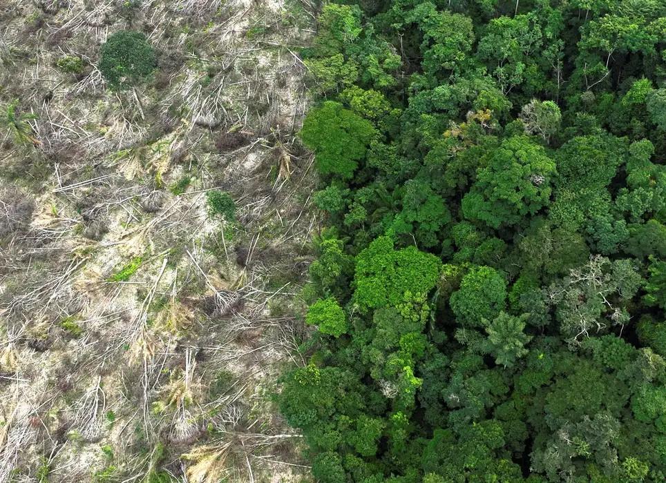 Em 40 anos, Amazônia perdeu área de vegetação do tamanho da França