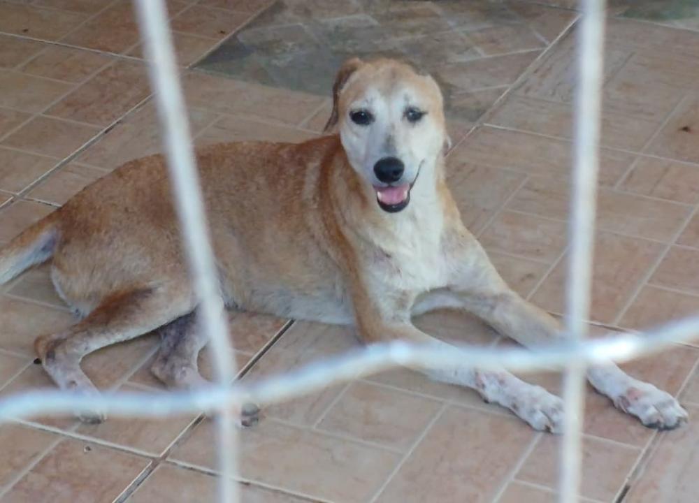 Mutirão de castração da Prefeitura vai atender 50 animais