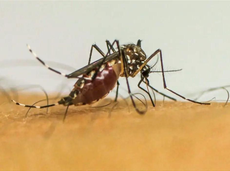Infecções por Aedes aegypti elevam risco de complicações no parto