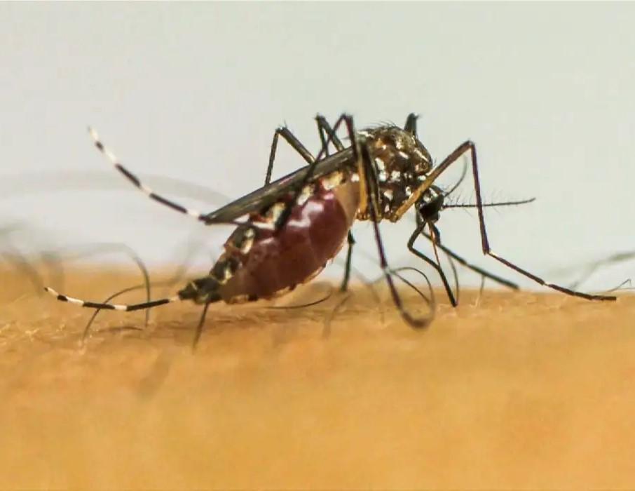 Vírus da chikungunya afeta crianças e adolescentes e deixa sequelas