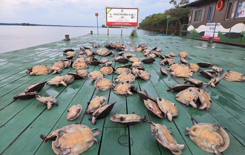 Fiscalização do Ibama apreende 117 quelônios no Parque Nacional do Jaú