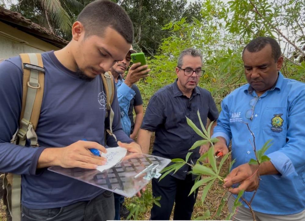 Adaf conscientiza produtores de Presidente Figueiredo sobre a vassoura-de-bruxa da mandioca