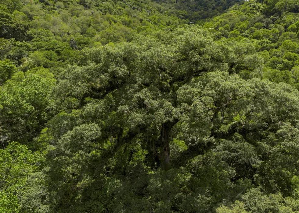 Mata Atlântica perde 2,4 milhões de hectares em 40 anos