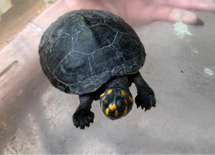 Ipaam registra 38 resgates de animais silvestres em novembro na capital