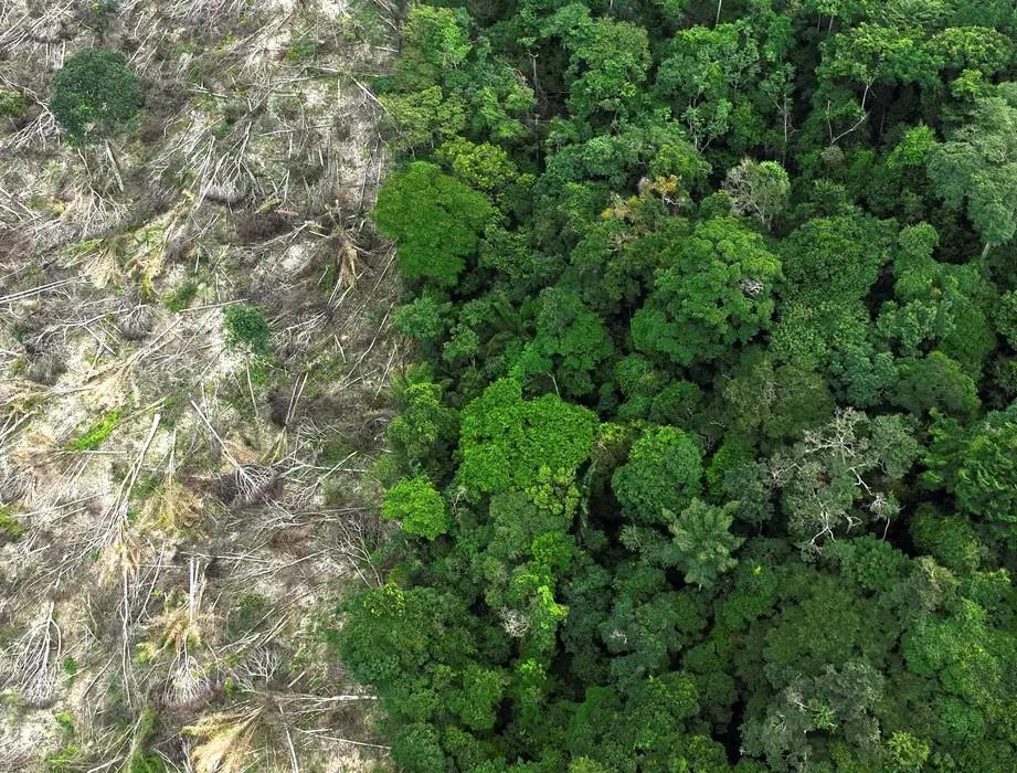 No Amazonas, 62% da exploração madeireira é feita ilegalmente