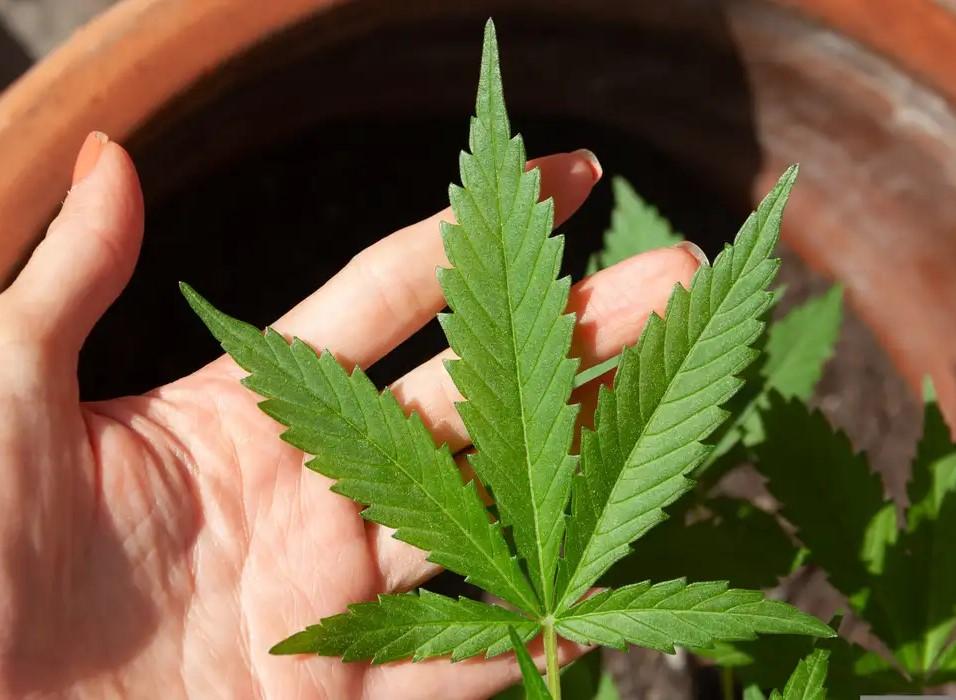 Anvisa discute nesta quarta regras para a produção de cannabis no país