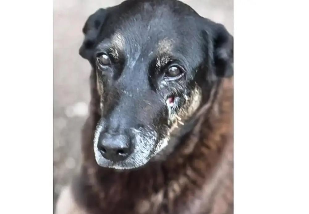 Saiba que sanções podem ser aplicadas a jovens que mataram cão Orelha