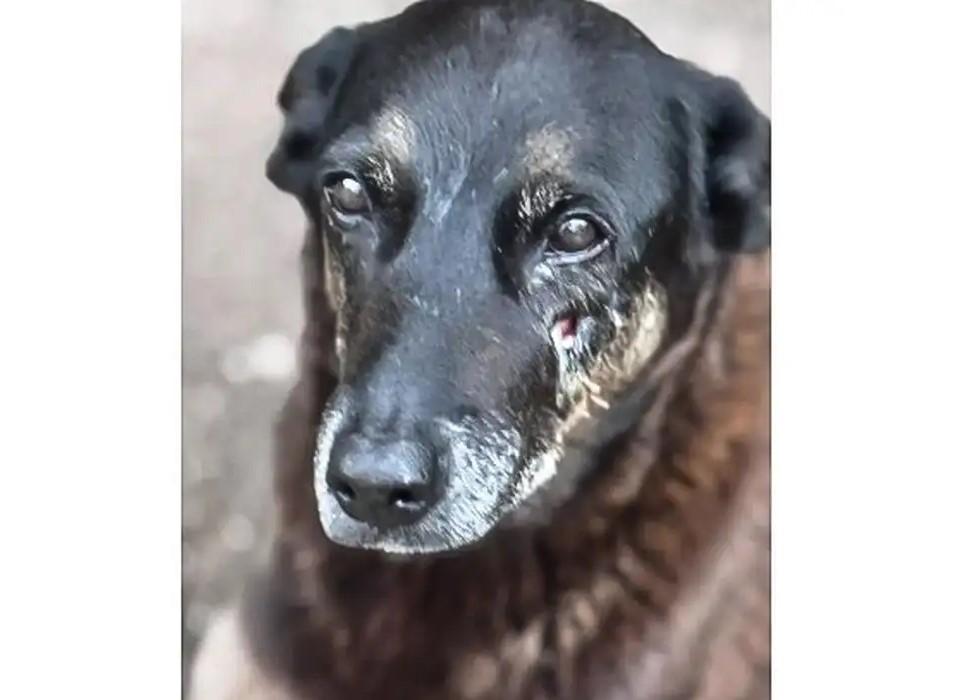 Caso Orelha: polícia pede internação de adolescente envolvido no crime