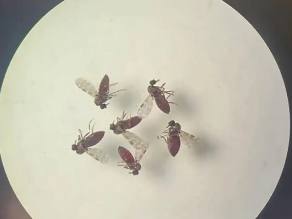 Subnotificados, casos de Oropouche atingem 2% da população brasileira