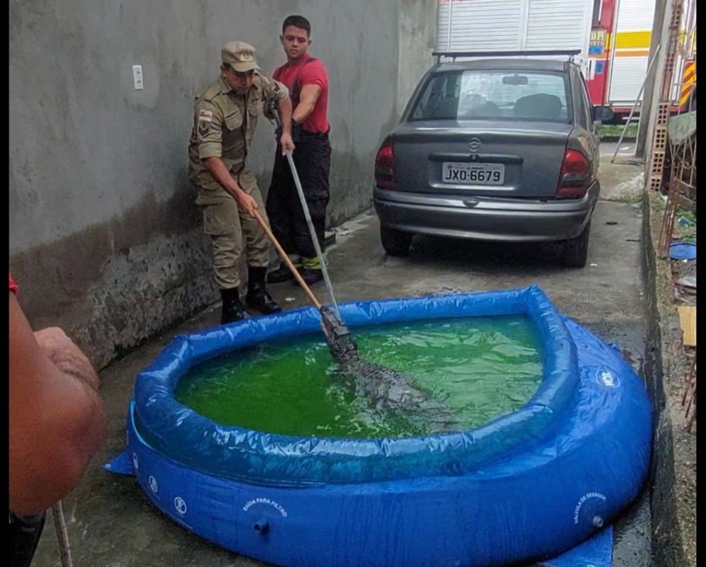 Em Manaus, dona de casa encontra jacaré em piscina de plástico e aciona o Corpo de Bombeiros para o resgate