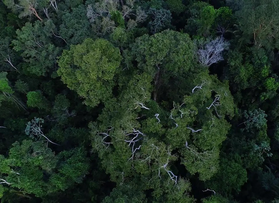 Política de cooperação com municípios reduz incêndios na Amazônia