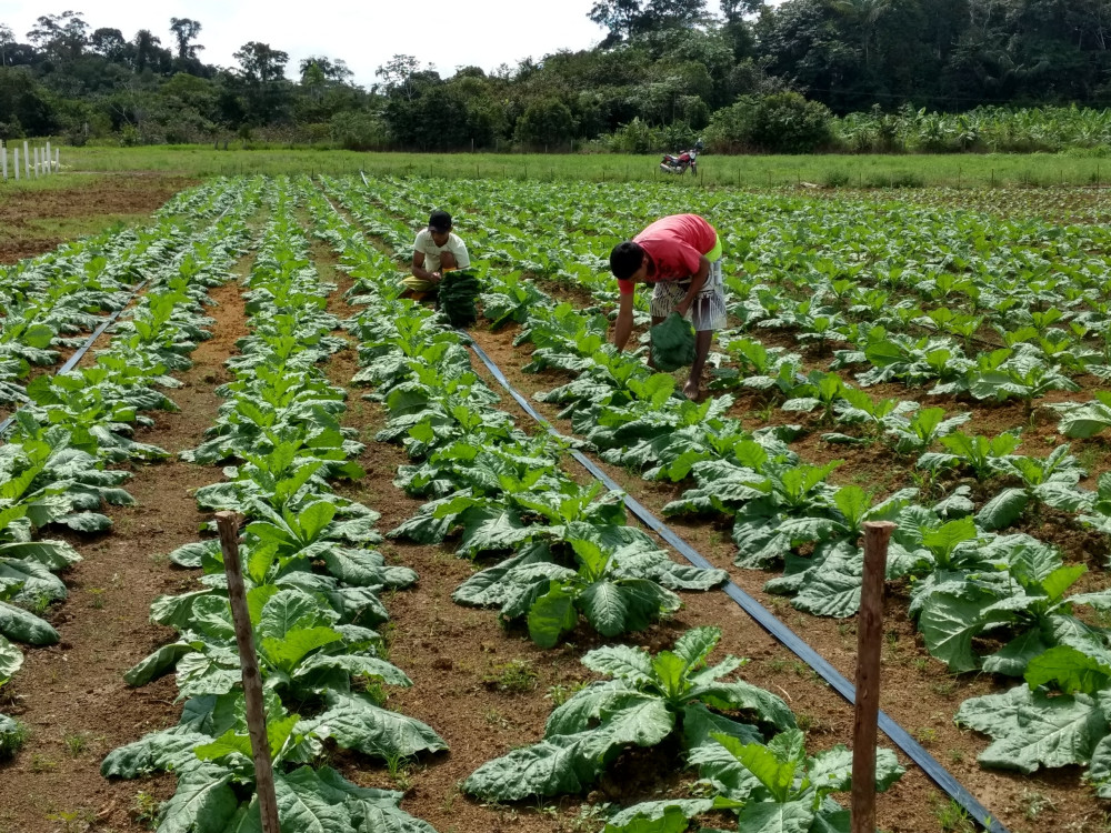 Plano ABC+ promove discussão sobre baixa emissão de carbono a seis municípios do Amazonas