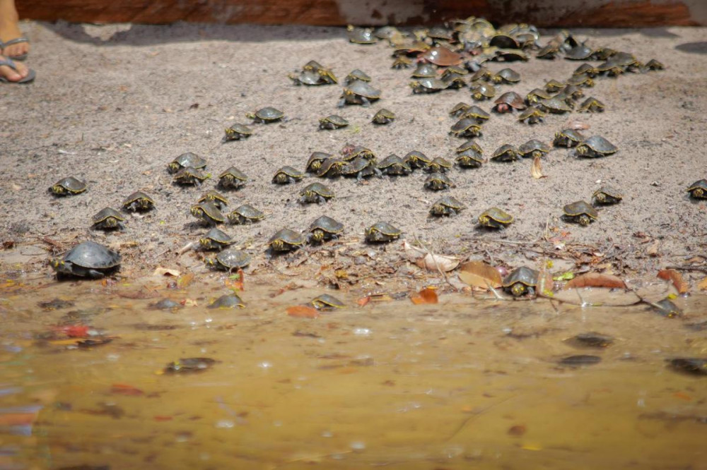 Projeto Pé de Pincha fortalece preservação com mais uma soltura de quelônios em Parintins