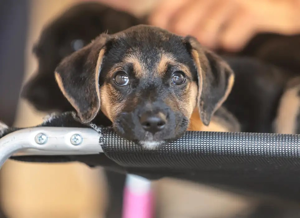 Mapa abre consulta pública sobre genéricos e similares veterinários