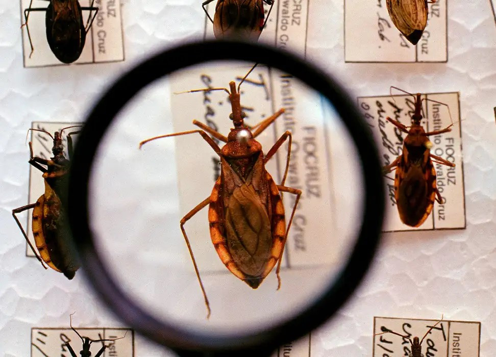 Saúde anuncia R$ 12 milhões para enfrentamento da doença de Chagas