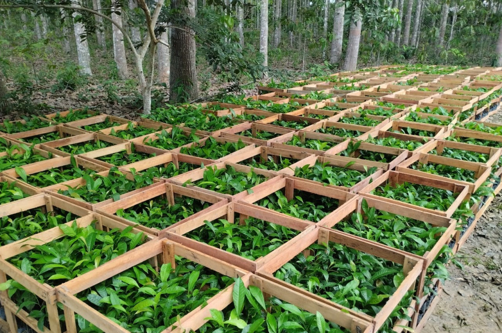 Idam distribui mais de 39 mil mudas de castanheira para agricultores familiares