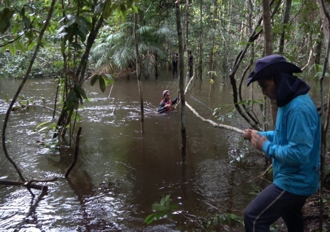 Pesquisa apoiada pelo Governo do Amazonas amplia conhecimento sobre biodiversidade e impactos ambientais na Amazônia