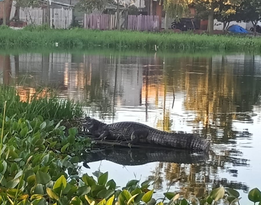 Em Parintins, jacarés na Lagoa Azul preocupam pais de crianças e estudantes