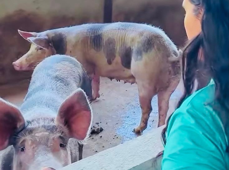 Criadores e produtores da região do Mocambo e Caburi recebem Capacitação em Suinocultura