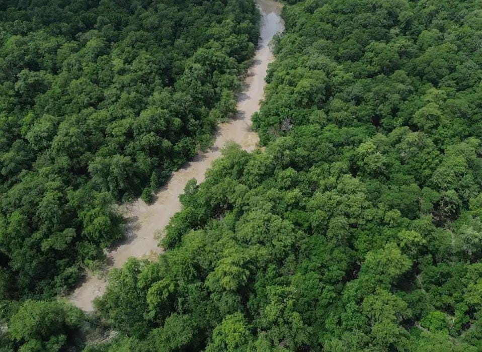 No Dia da Amazônia, campanha pede que eleitor vote por floresta em pé